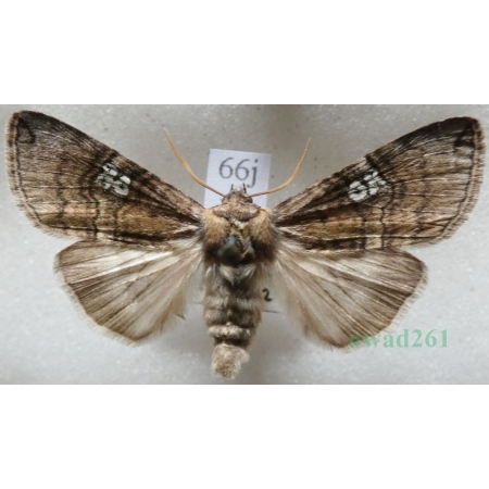 Tethea ocularis (Linnaeus, 1767) Falica oczenica Czech66j